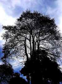 Low angle view of silhouette trees against sky
