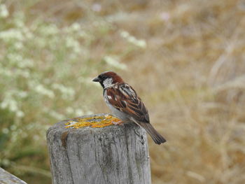 Close-up of bird perching on wooden post