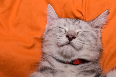 Close-up of cat lying on bed