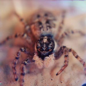 Close-up of plant against blurred background