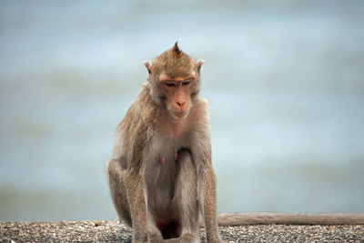 Cute monkeys in the forest