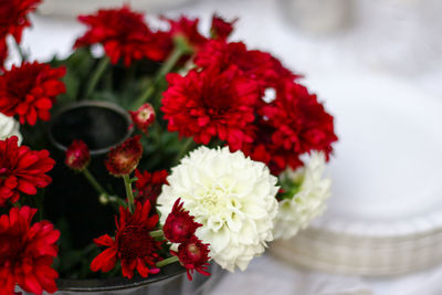 Close-up of red dahlia flowers