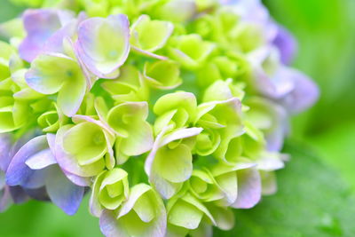 Close-up of purple flowering plant