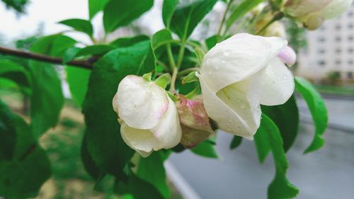 Close-up of white flower blooming outdoors