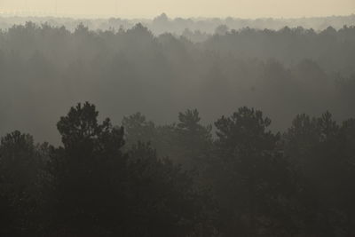 High angle view of trees in forest against sky