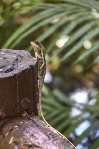 Close-up of lizard on tree