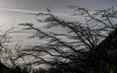 Silhouette bare trees against sky