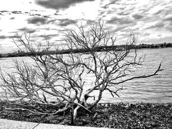 Bare tree by lake against sky