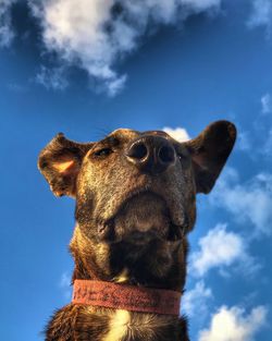 Close-up of a dog against sky