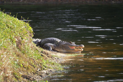 Alligator on shore of lake lies near water in a natural habitat. alligator laying near a pond