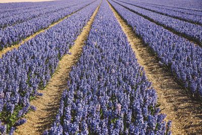 Scenic view of lavender field