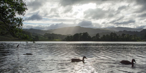 Swans swimming on lake against mountains