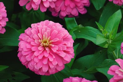 Close-up of pink flowering plant in park