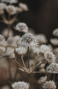 Close-up of wilted flower on field