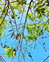 Low angle view of tree against clear sky