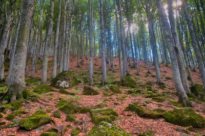 Pine trees in forest