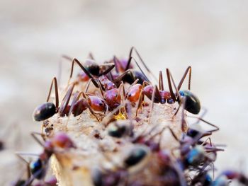 Close-up of ants.