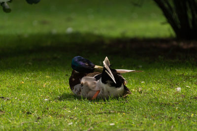 Mallard duck preening while sitting on grassy field