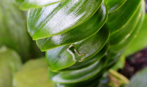Close-up of fresh green leaves