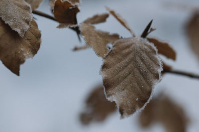 Close up of plant against blurred background