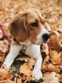 Close-up of a dog on field during autumn