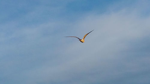 Low angle view of bird flying in sky