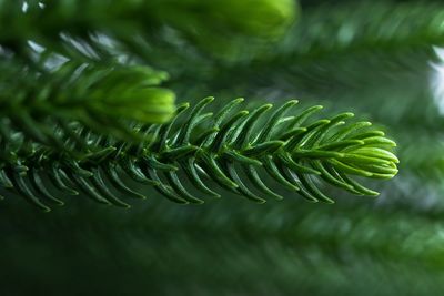 Close-up of fern leaves