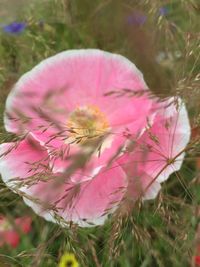 Close-up of pink flowers