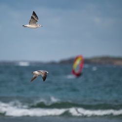 Seagulls flying over sea