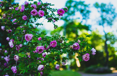 Close-up of pink flowering plants