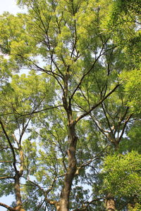 Low angle view of trees in the forest