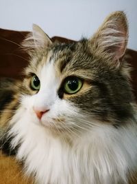 Close-up portrait of cat