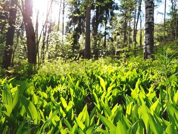 Trees in forest