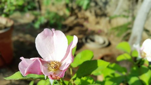 Close-up of pink flower blooming outdoors