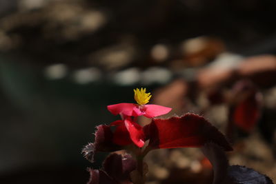 Close-up of pink flowering plant