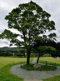 View of trees in park