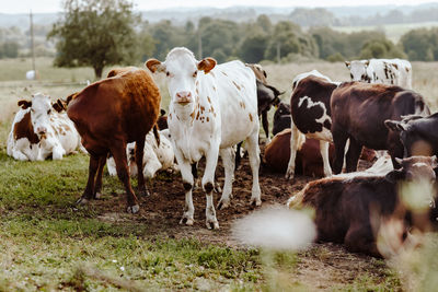 Cows standing in farm