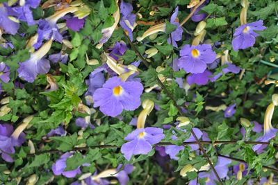 Close-up of purple flowers blooming outdoors