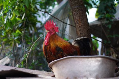 View of a bird against plants