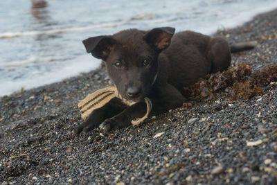 Portrait of black puppy on land