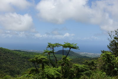 Scenic view of tree by sea against sky