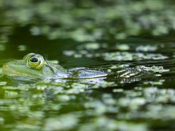 Frog in water