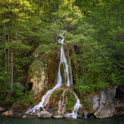 Scenic view of waterfall in forest