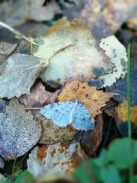 Close-up of autumn leaves