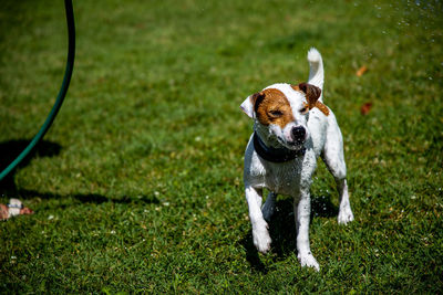 Dog running in field
