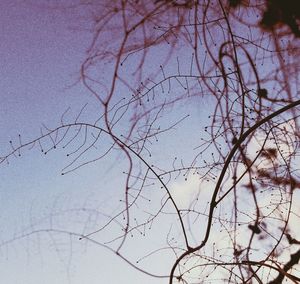 Low angle view of bare trees against sky