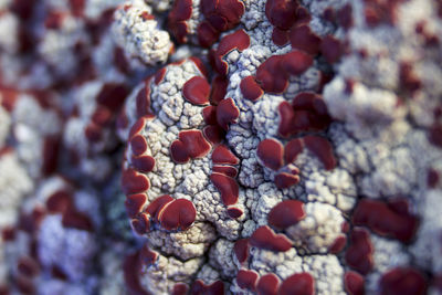 Lichen textures on rocks in nature, close up and macro pictures