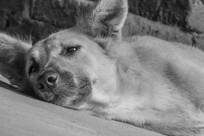 Close-up of dog resting