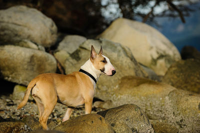 Side view of dog standing on rock