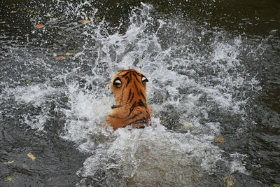 View of dog in water